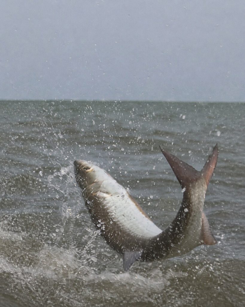 Aerial Tarpon