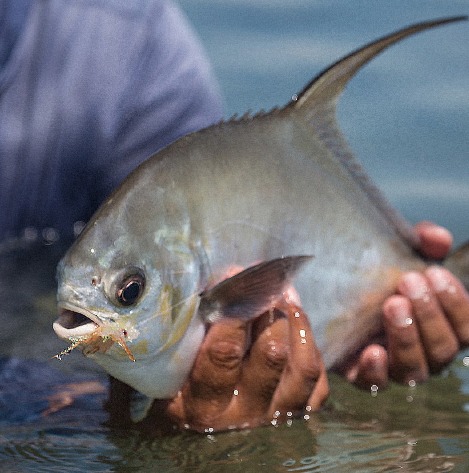 Vibrant fish caught by hand, showcasing aquatic beauty and fishing skills.