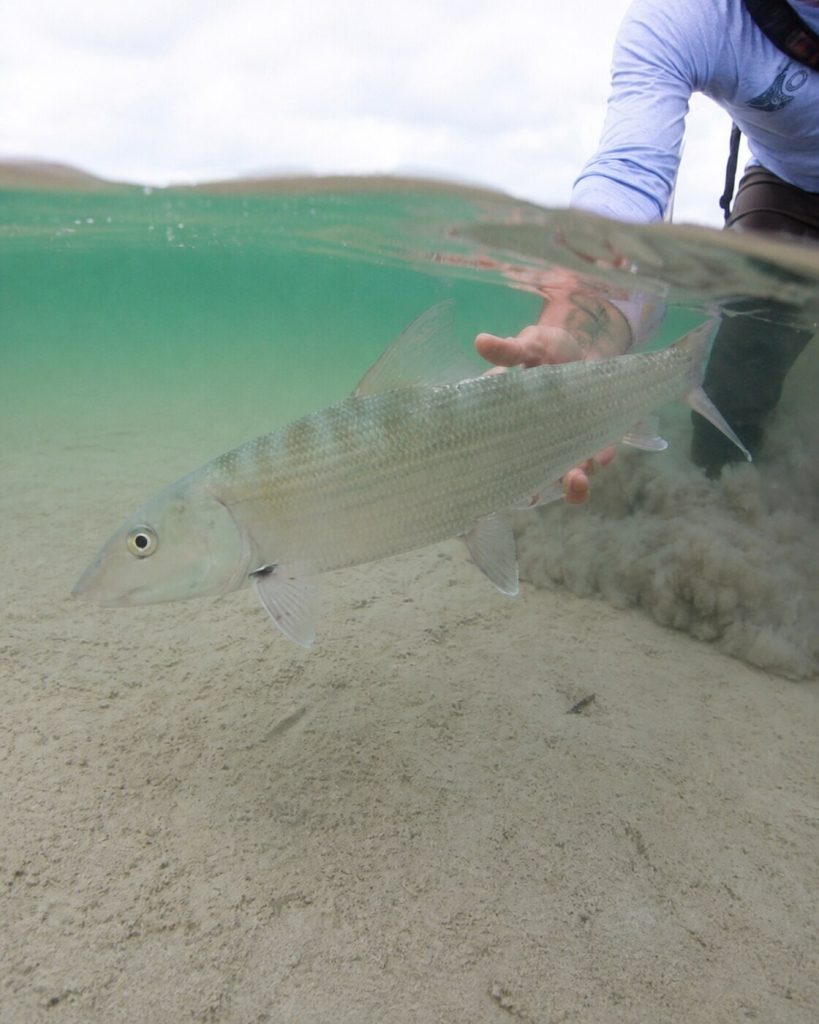 On Catch and Release