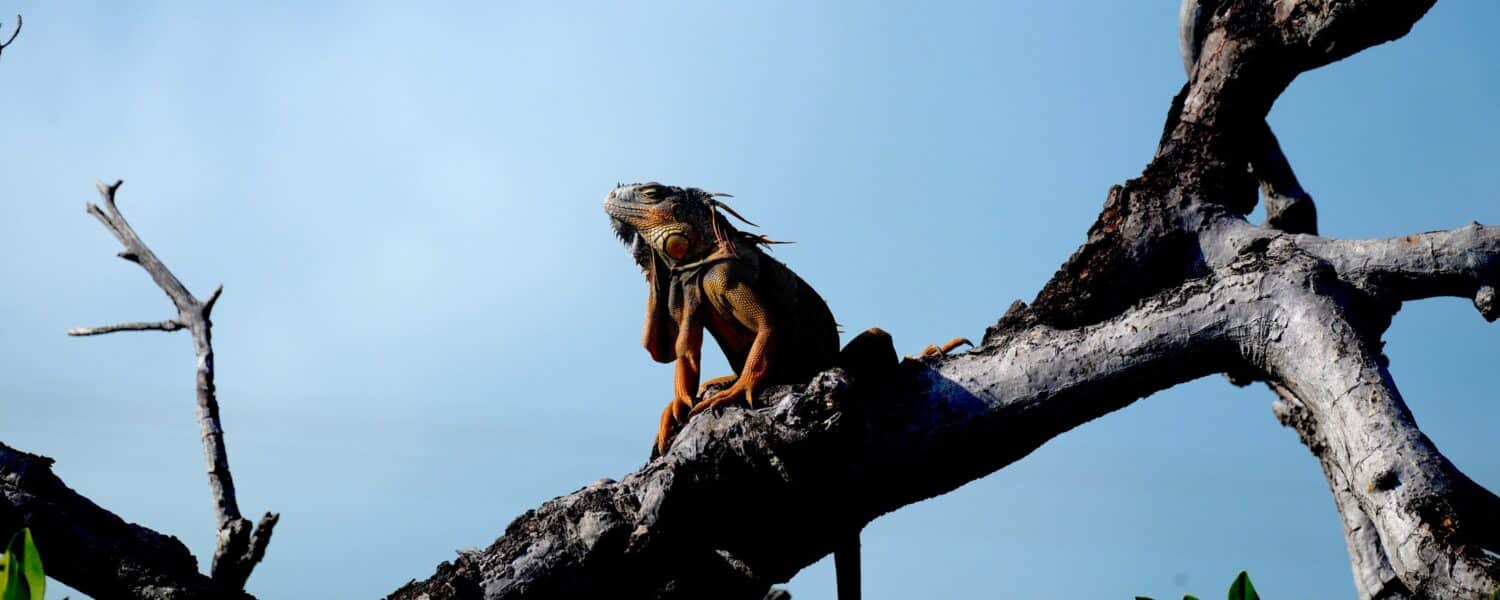 Iguana basking on a tree branch under a clear blue sky.