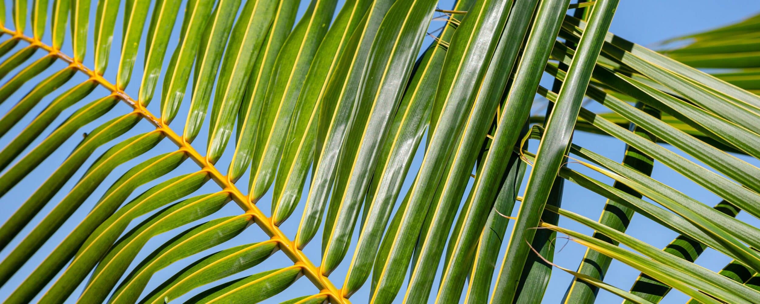 Vibrant palm leaves basking in the sunlight against a bright blue sky.