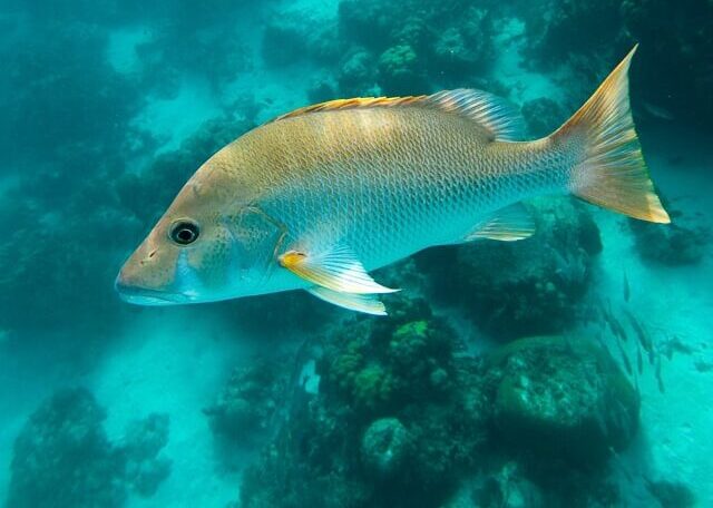 Colorful fish swimming gracefully in a vibrant coral reef ecosystem.