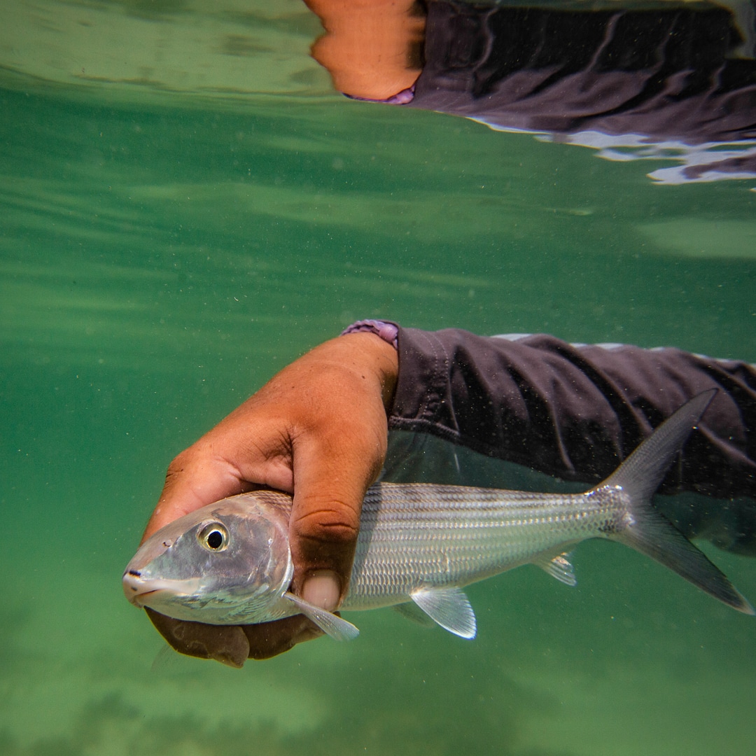 A hand gently holds a fish in crystal-clear ocean waters.