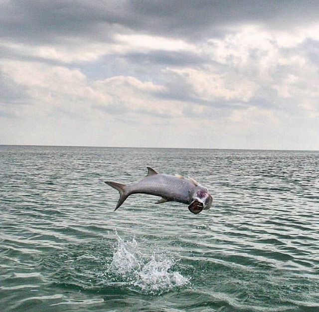 Tarpon leaping above water in a stunning mid-air display.