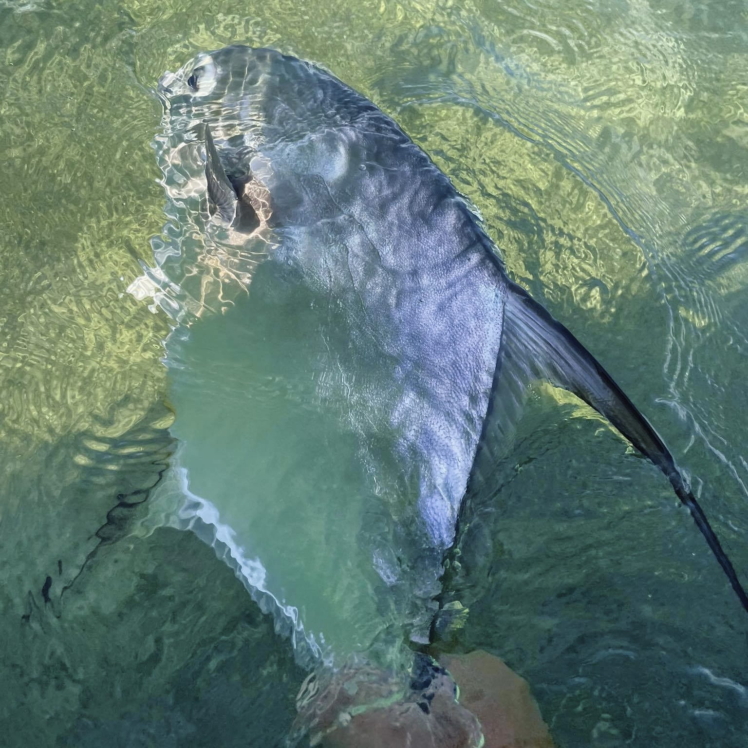 Fish gliding effortlessly through crystal-clear waters, showcasing natures beauty.