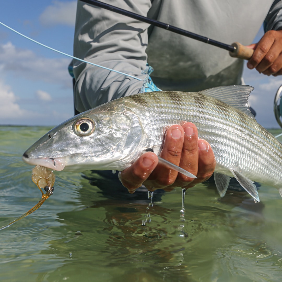 Caught a vibrant silver fish during an exciting fishing adventure.
