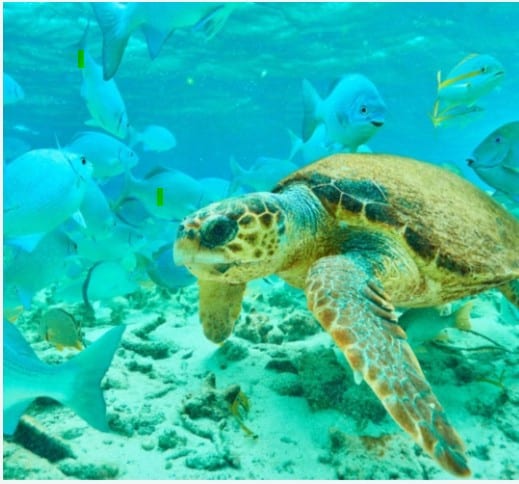 http://Swim%20with%20sea%20turtles%20and%20vibrant%20fish%20in%20crystal-clear%20waters.
