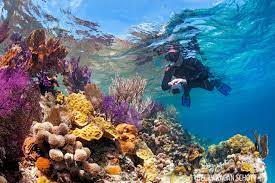 Guests snorkeling and diving near Ambergris Caye